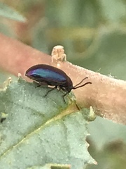 Gastrophysa cyanea