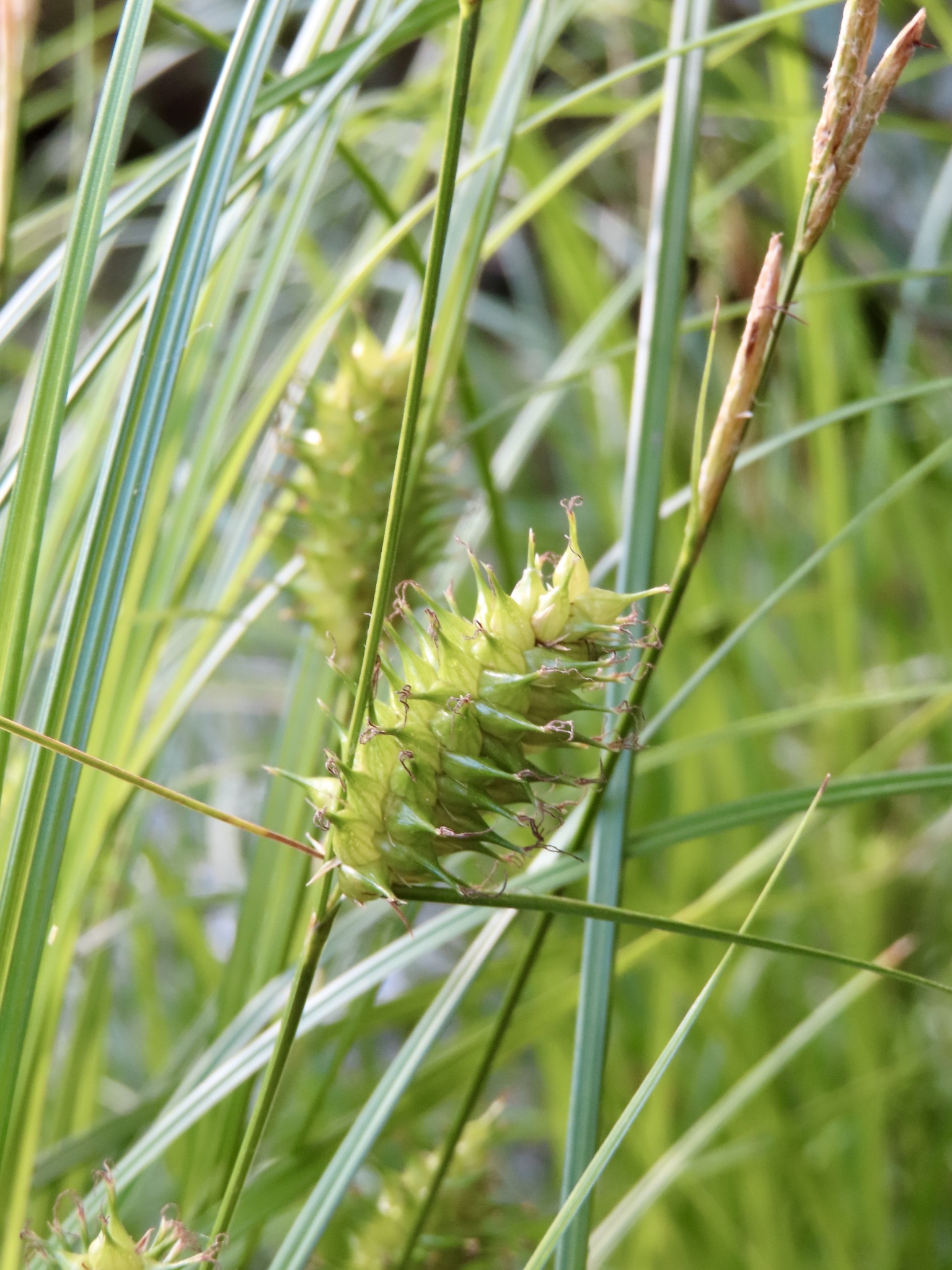 Carex bullata