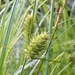 Button Sedge - Photo (c) ruby6_20, some rights reserved (CC BY-NC)