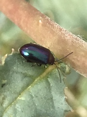 Gastrophysa cyanea