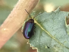 Gastrophysa cyanea