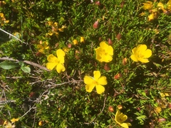 Hibbertia procumbens