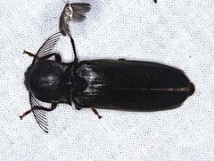 Pseudotetralobus australasiae