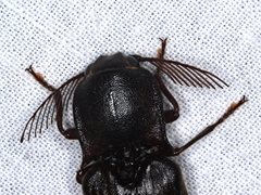 Pseudotetralobus australasiae