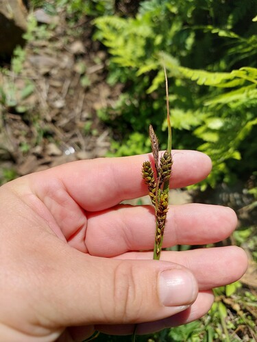 Carex gmelinii iNat (3)