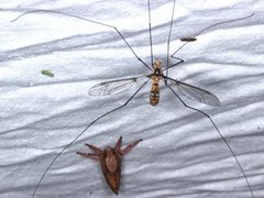 Leptotarsus clavatus