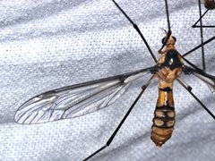 Leptotarsus clavatus