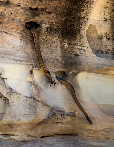 Black-headed Python sighting