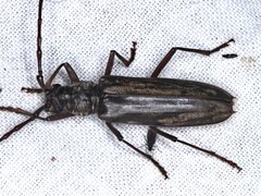 Pachydissus sericus