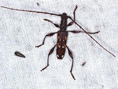 Coptocercus biguttatus