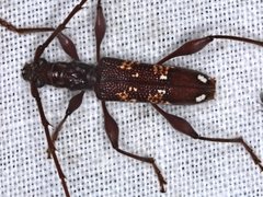 Coptocercus biguttatus