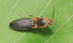 Athous scapularis