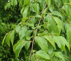 Ostrya carpinifolia
