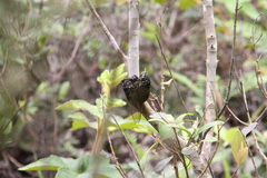 Cryptotympana mandarina