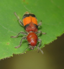 Enoclerus ichneumoneus