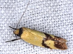 Plectobela ecliptica