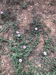 Convolvulus althaeoides
