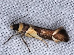 Macrobathra chrysotoxa