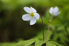 Anemonoides caerulea