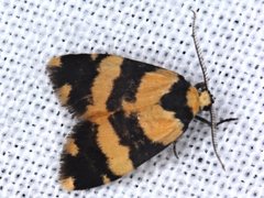 Thallarcha chrysochares