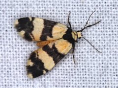 Thallarcha chrysochares