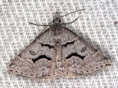 Dichromodes mesogonia