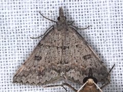 Dichromodes mesogonia