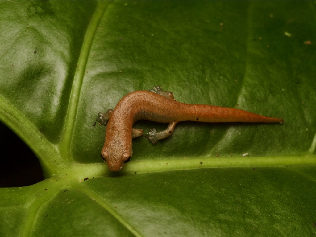 Oak Forest Salamander