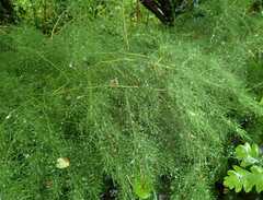 Asparagus tenuifolius