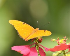 Dryas iulia zoe
