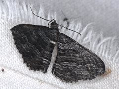 Chrysolarentia severata