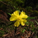 Hibbertia linearis - Photo 由 Randy Orwin 所上傳的 (c) Randy Orwin，保留部份權利CC BY-NC-SA
