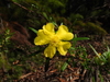 Hibbertia linearis - Photo (c) Randy Orwin, algunos derechos reservados (CC BY-NC-SA), subido por Randy Orwin