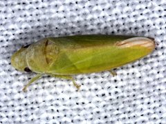 Reuplemmeles hobartensis