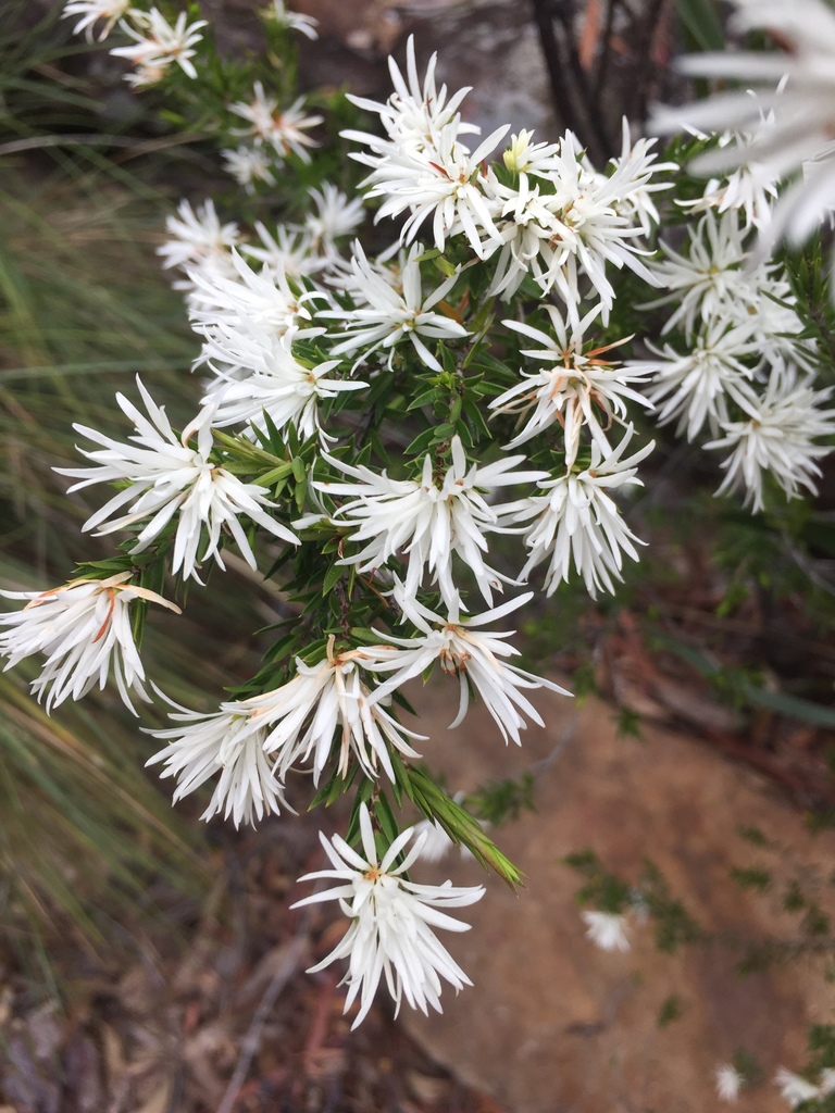 Pseudanthus pimeleoides