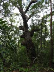 Eucalyptus pilularis