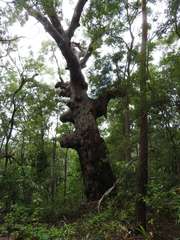 Eucalyptus pilularis