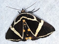Fodina ostorius