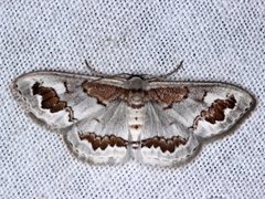 Dithalama cosmospila