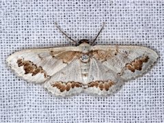 Dithalama cosmospila