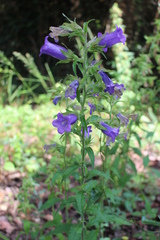 Campanula medium