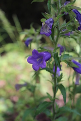 Campanula medium