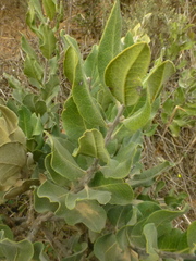 Euclea tomentosa