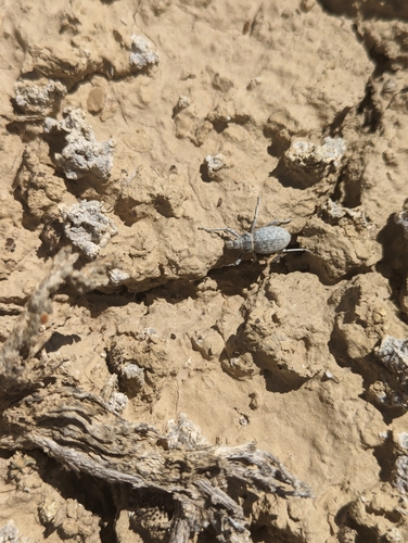 Ophryastes sulcirostris