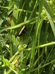 Zeuneriana abbreviata