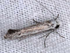 Mesopherna palustris