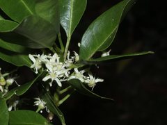 Acronychia oblongifolia