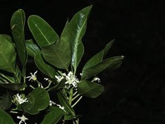 Acronychia oblongifolia