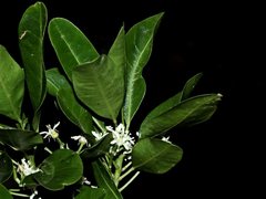 Acronychia oblongifolia