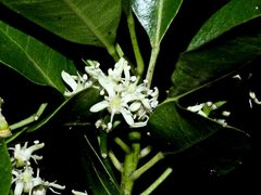 Acronychia oblongifolia